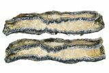 Mammoth Molar Slices With Case - South Carolina #349950-1